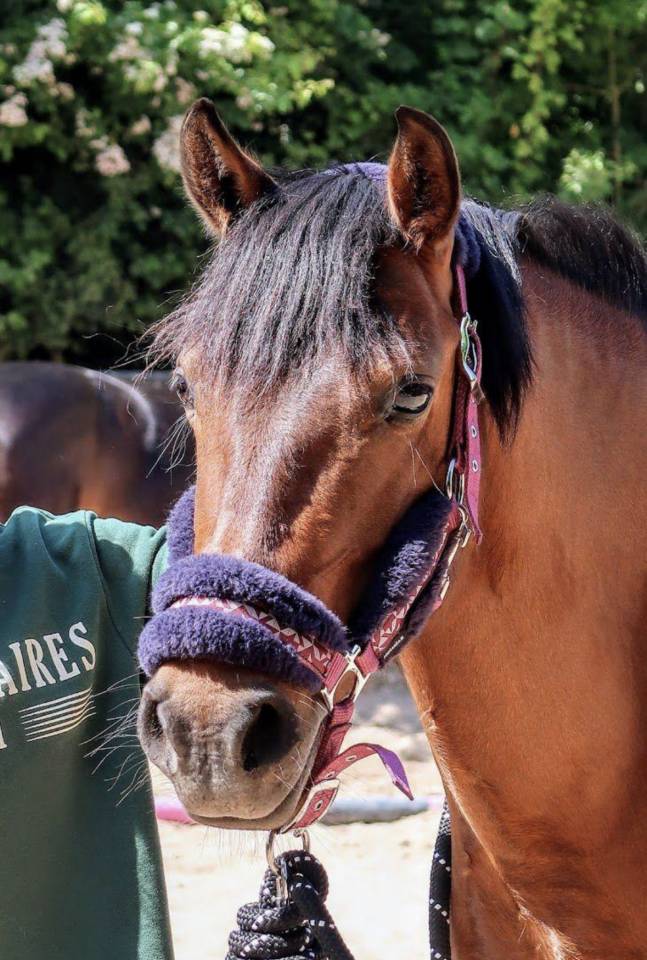 Merrie Bekend ras Te koop 2018 Bruin / Bai ,  Artiste de la Trigale PFS
