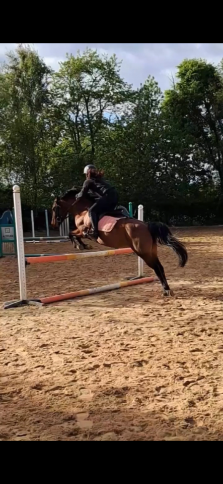 Merrie Bekend ras Te koop 2018 Bruin / Bai ,  Artiste de la Trigale PFS