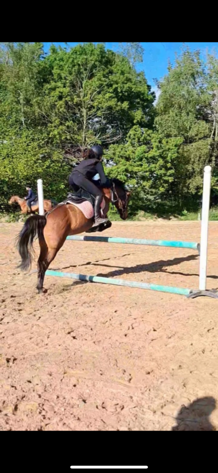 Merrie Bekend ras Te koop 2018 Bruin / Bai ,  Artiste de la Trigale PFS