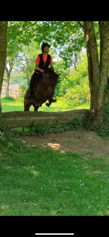 Merrie Bekend ras Te koop 2018 Bruin / Bai ,  Artiste de la Trigale PFS