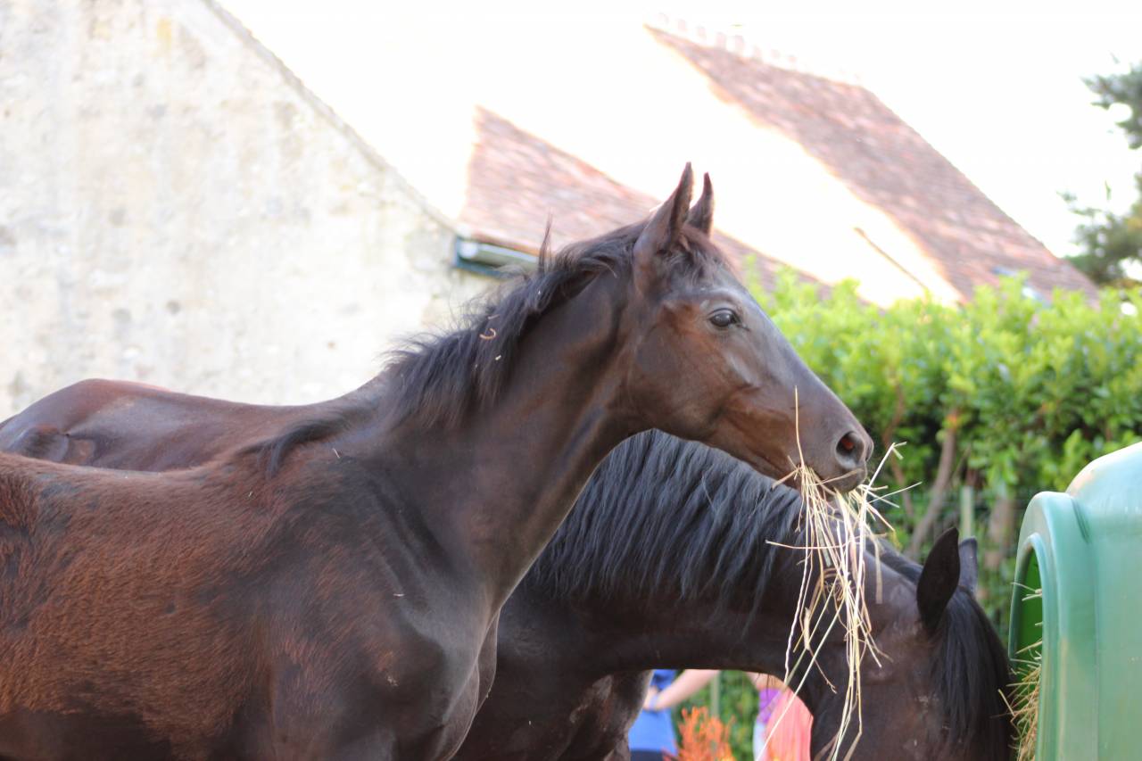 Veulen (ml) Belgisch sportpaard Te koop 2025 Zwart ,  Denver U.S