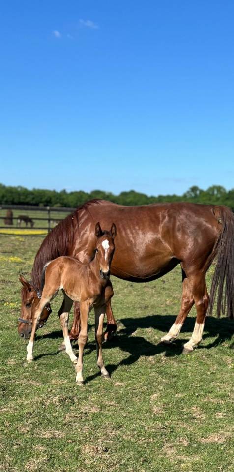 Merrie Zangersheide Te koop 2019 Koffie vos ,  El Barone