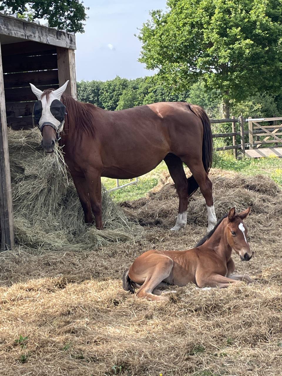 Merrie Zangersheide Te koop 2019 Koffie vos ,  El Barone
