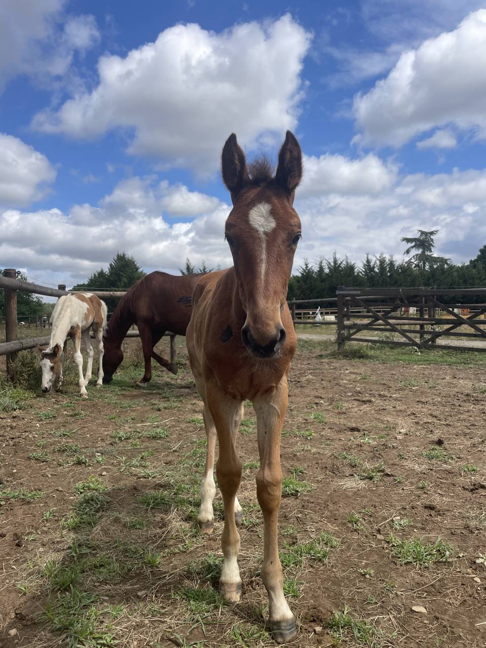 Merrie Zangersheide Te koop 2019 Koffie vos ,  El Barone