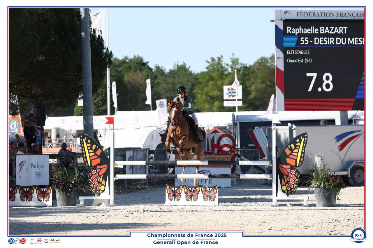 Ruin Franse rijpony PFS Te koop 2013 Koffie vos ,  Créole D'Angrie