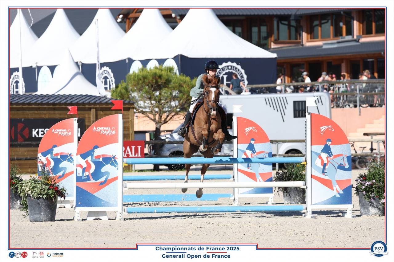 Ruin Franse rijpony PFS Te koop 2013 Koffie vos ,  Créole D'Angrie