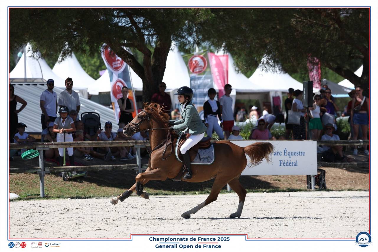 Ruin Franse rijpony PFS Te koop 2013 Koffie vos ,  Créole D'Angrie