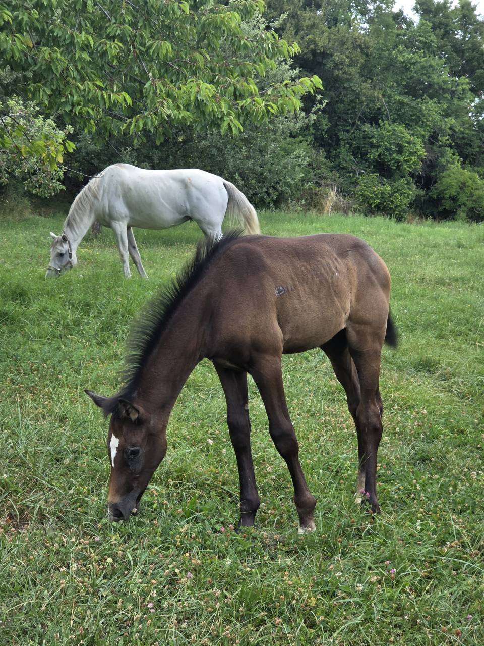 Veulen (vr) Selle Français Te koop 2025 Bruin / Bai ,  Casallco Z