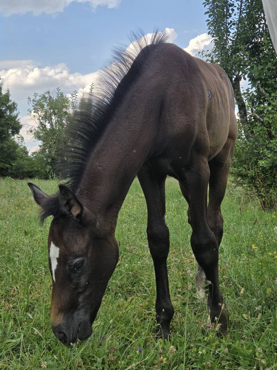 Veulen (vr) Selle Français Te koop 2025 Bruin / Bai ,  Casallco Z