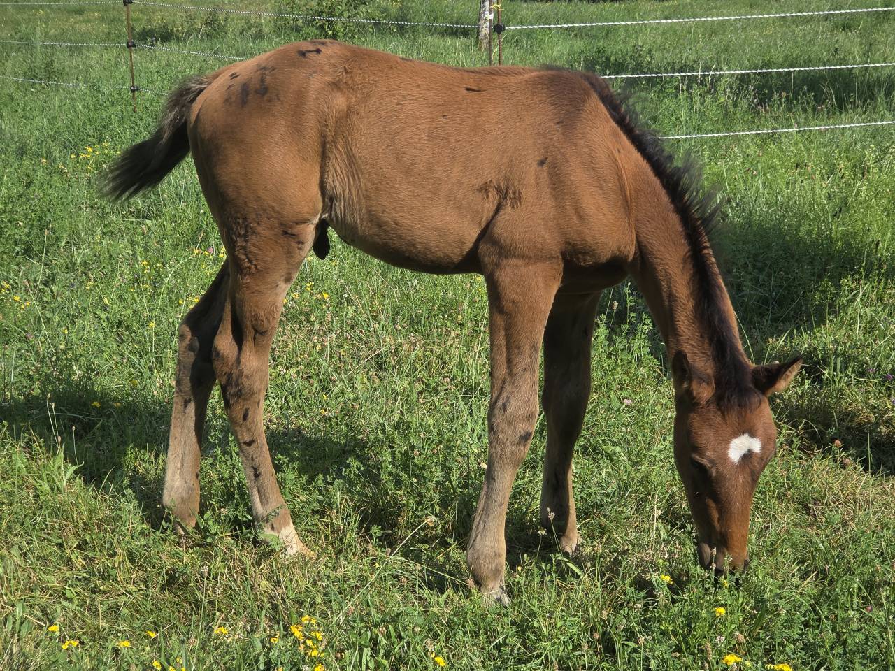 Veulen (vr) Selle Français Te koop 2025 Bruin / Bai ,  Casallco Z