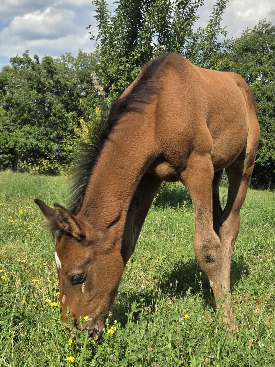 Veulen (vr) Selle Français Te koop 2025 Bruin / Bai ,  Casallco Z