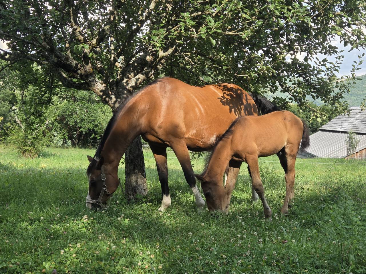 Veulen (vr) Selle Français Te koop 2025 Bruin / Bai ,  Casallco Z