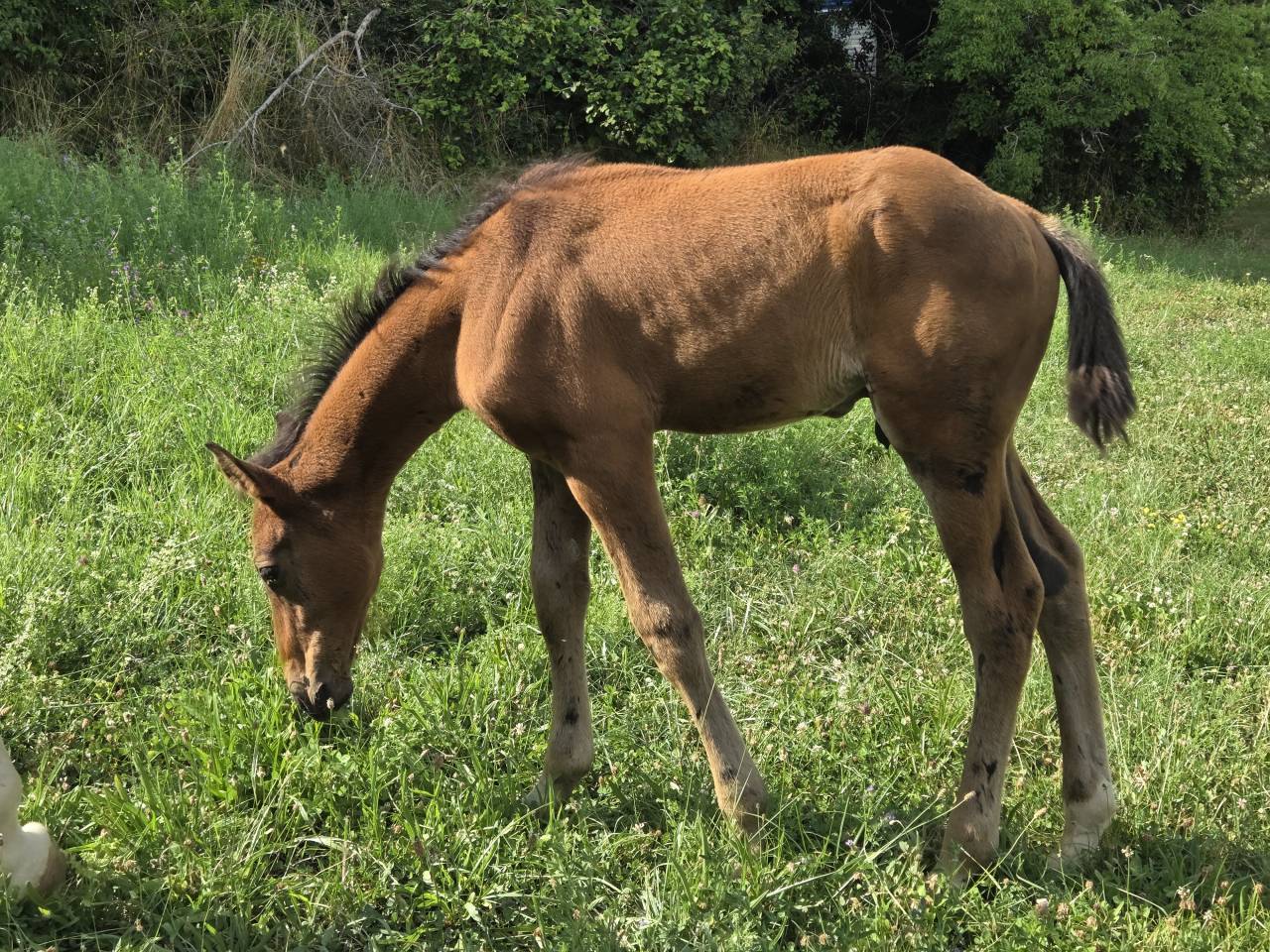 Veulen (vr) Selle Français Te koop 2025 Bruin / Bai ,  Casallco Z