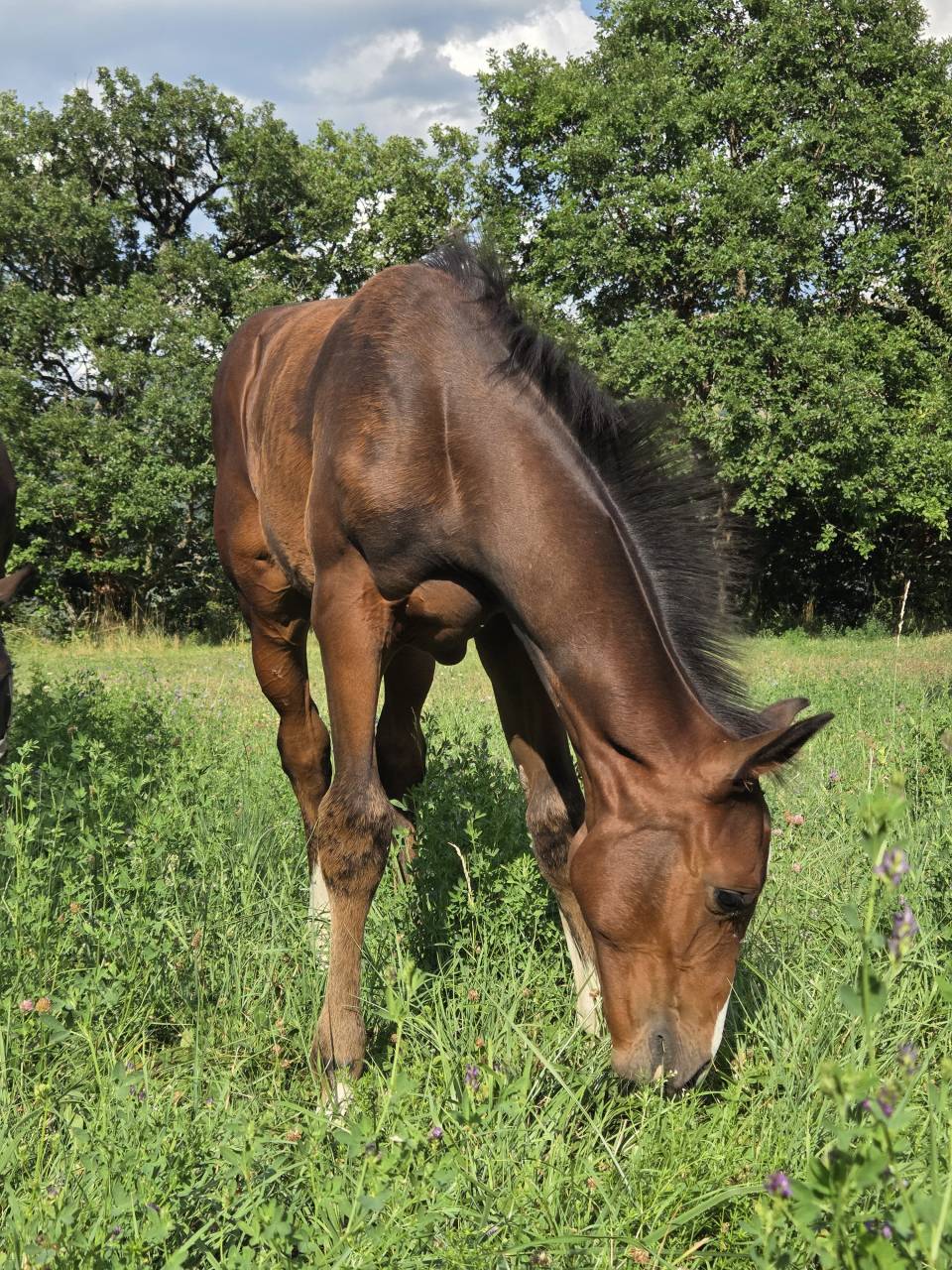 Veulen (vr) Selle Français Te koop 2025 Bruin / Bai ,  Casallco Z