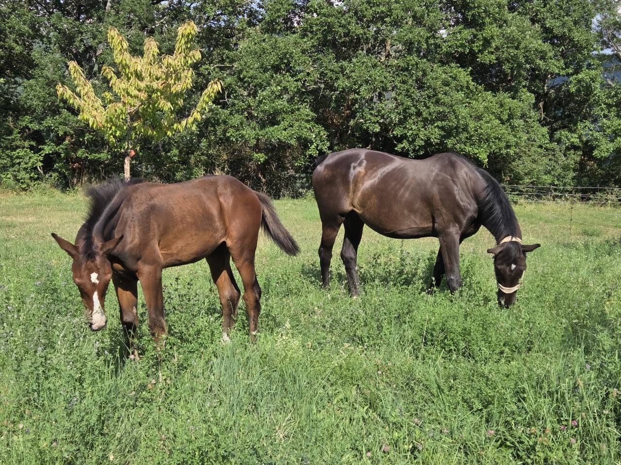 Veulen (vr) Selle Français Te koop 2025 Bruin / Bai ,  Casallco Z