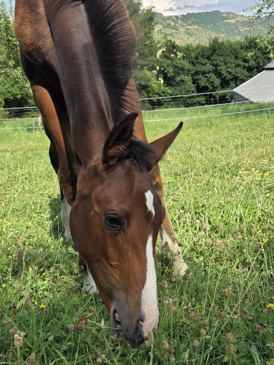 Veulen (vr) Selle Français Te koop 2025 Bruin / Bai ,  Casallco Z