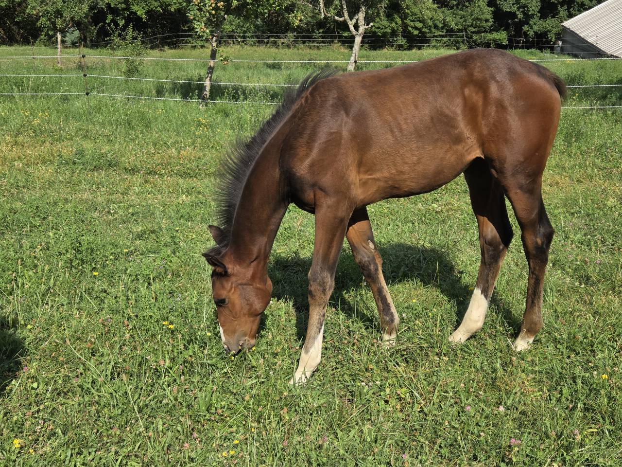 Veulen (vr) Selle Français Te koop 2025 Bruin / Bai ,  Casallco Z
