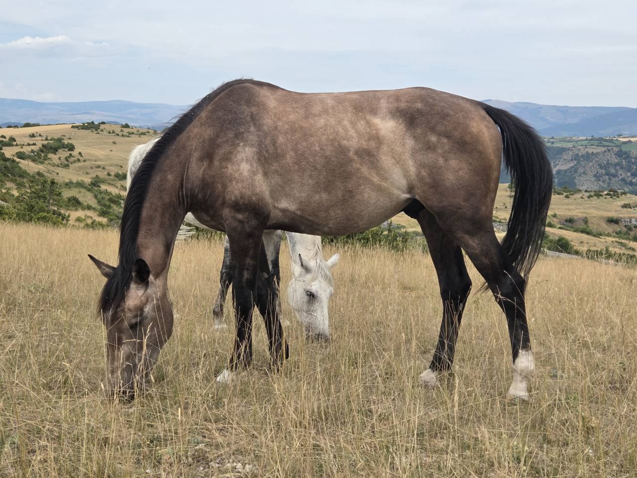 Veulen (vr) Selle Français Te koop 2025 Bruin / Bai ,  Casallco Z