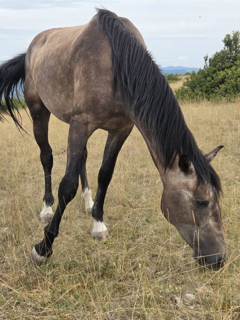 Veulen (vr) Selle Français Te koop 2025 Bruin / Bai ,  Casallco Z