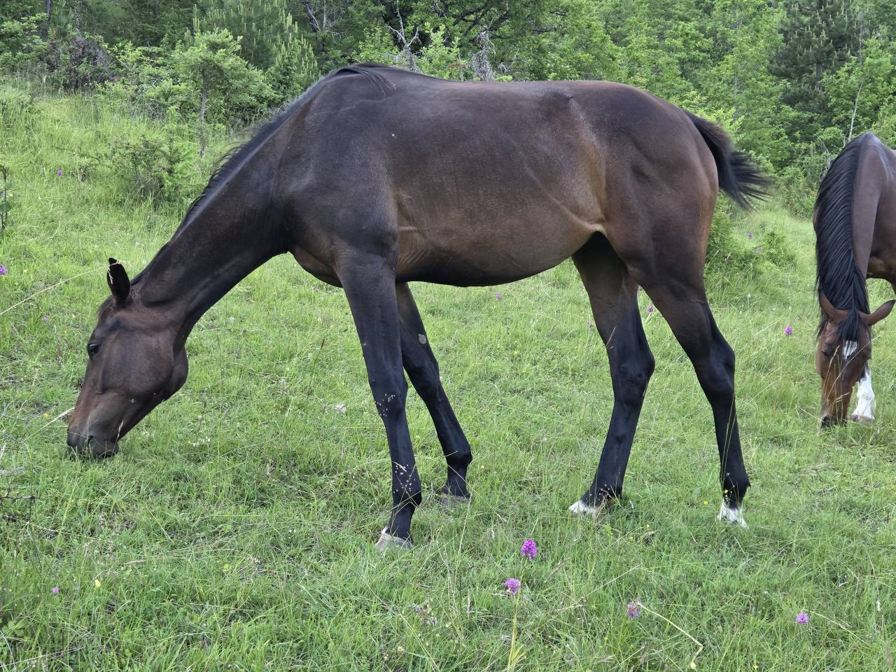 Veulen (vr) Selle Français Te koop 2025 Bruin / Bai ,  Casallco Z