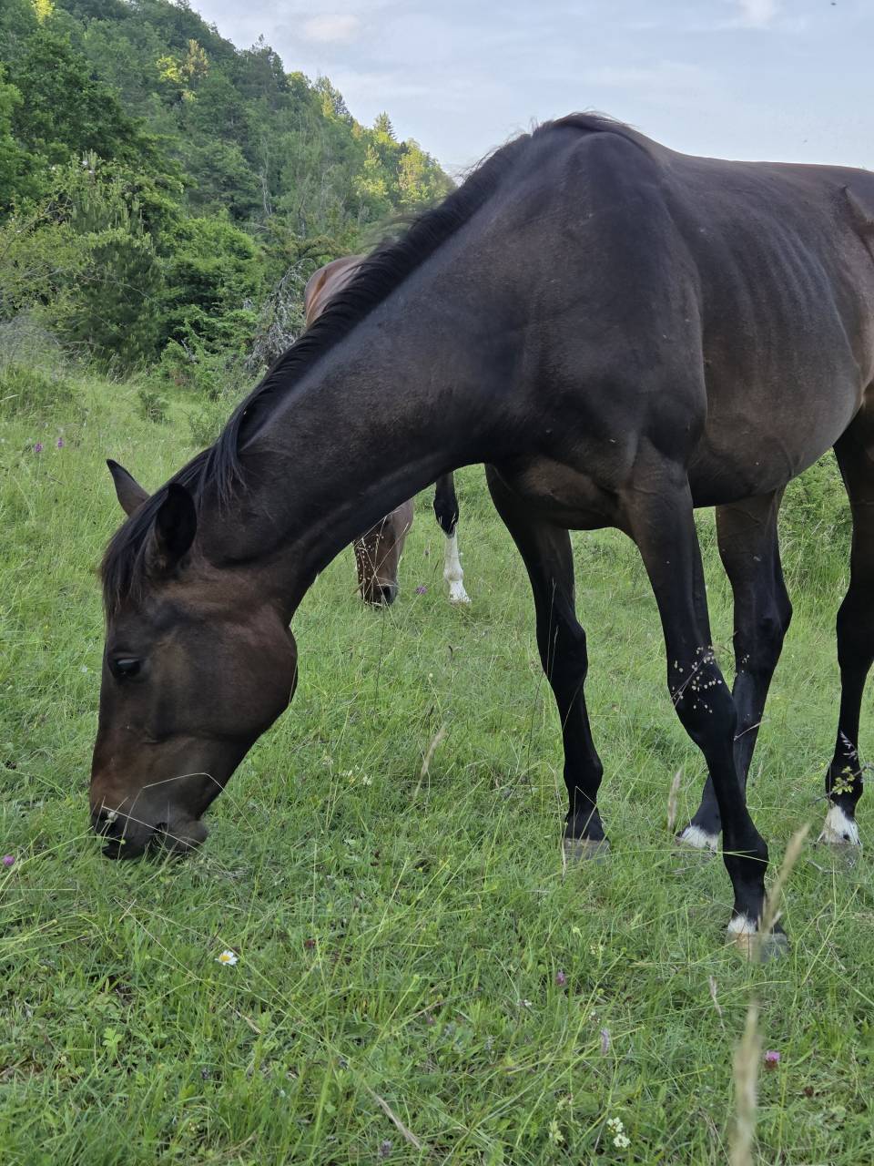 Veulen (vr) Selle Français Te koop 2025 Bruin / Bai ,  Casallco Z
