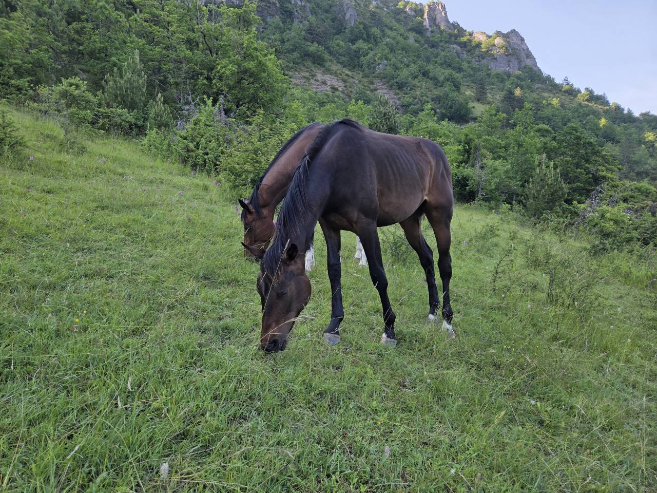 Veulen (vr) Selle Français Te koop 2025 Bruin / Bai ,  Casallco Z
