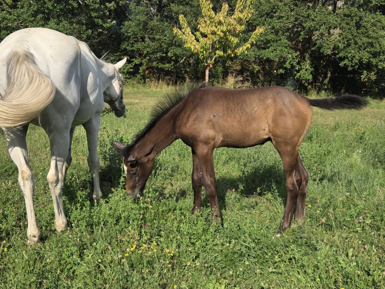 Veulen (vr) Selle Français Te koop 2025 Bruin / Bai ,  Casallco Z