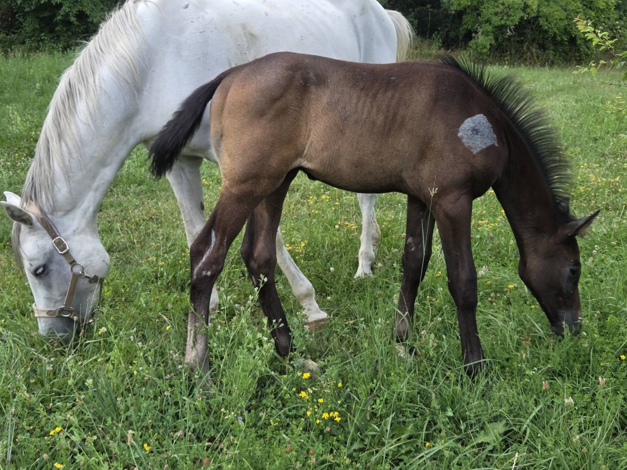 Veulen (vr) Selle Français Te koop 2025 Bruin / Bai ,  Casallco Z