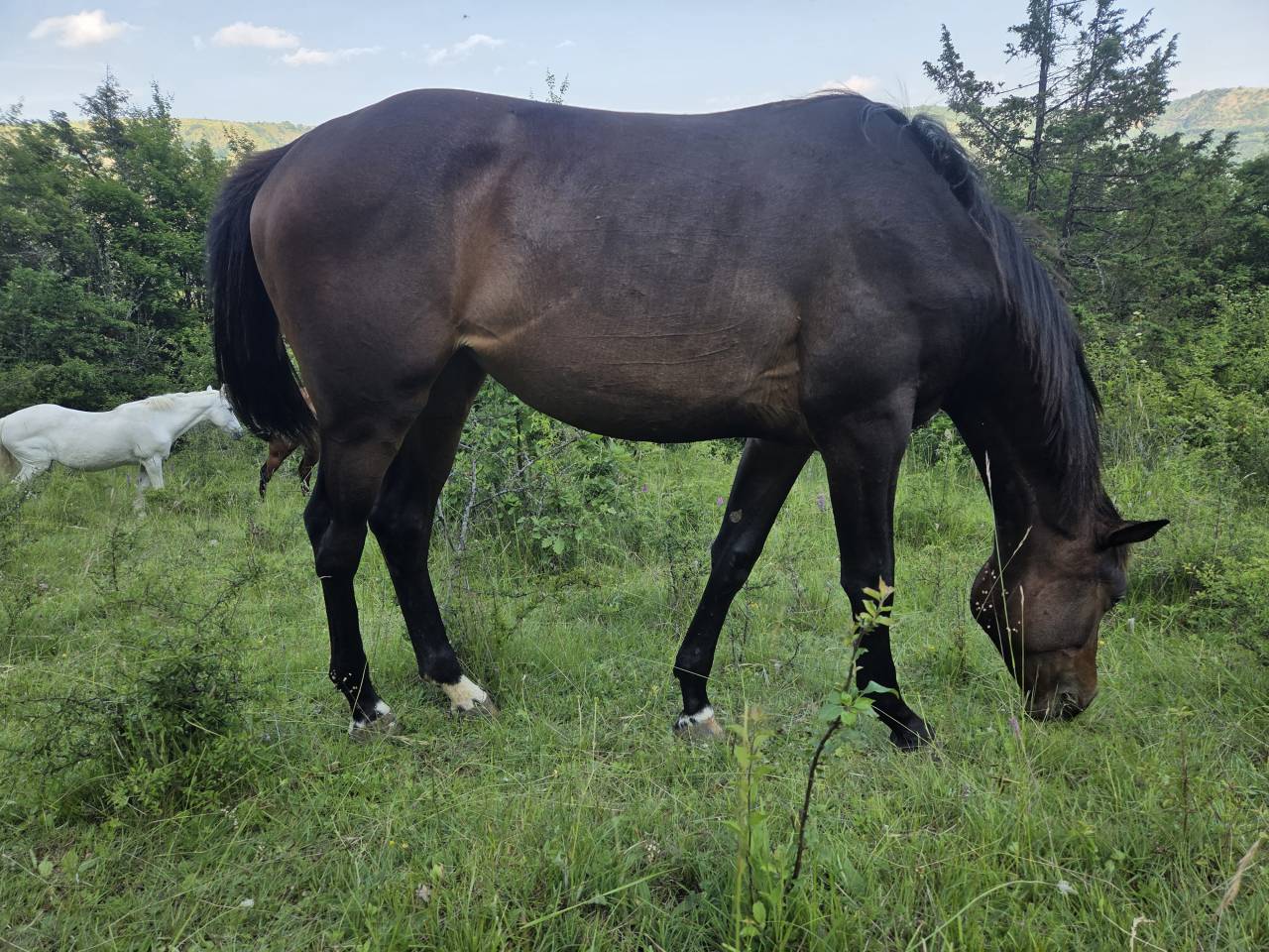 Veulen (vr) Selle Français Te koop 2025 Bruin / Bai ,  Casallco Z