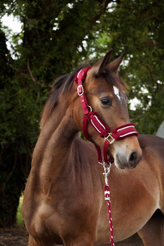 Veulen (ml) Selle Français Te koop 2024 Donker bruin / bai ,  Conte Bellini
