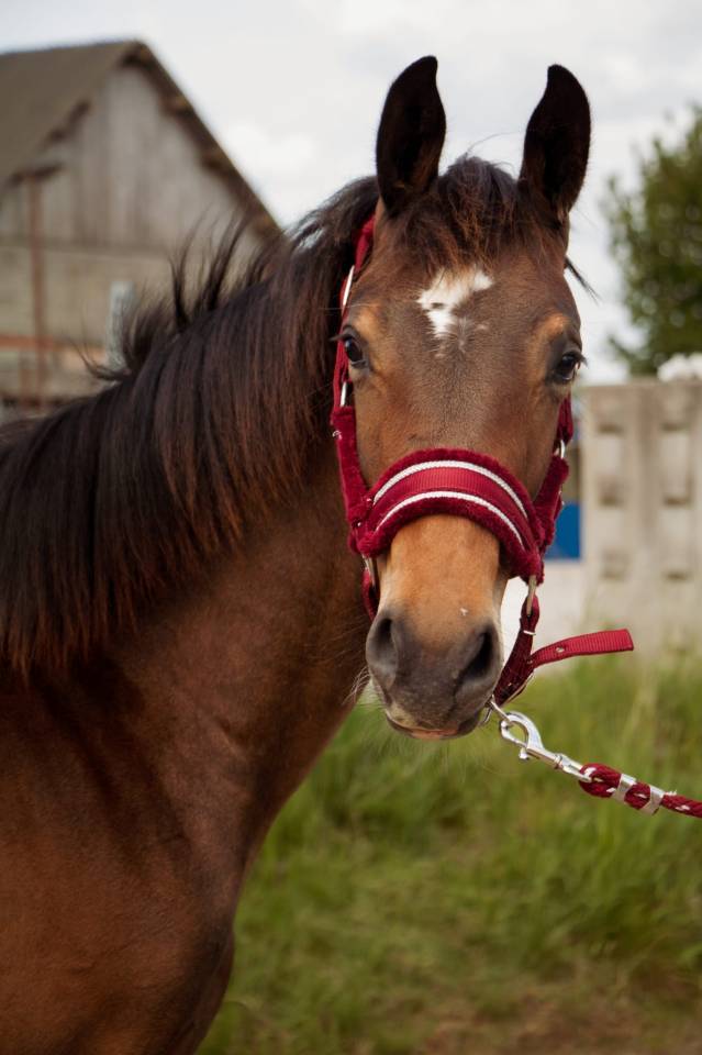 Veulen (ml) Selle Français Te koop 2024 Donker bruin / bai ,  Conte Bellini