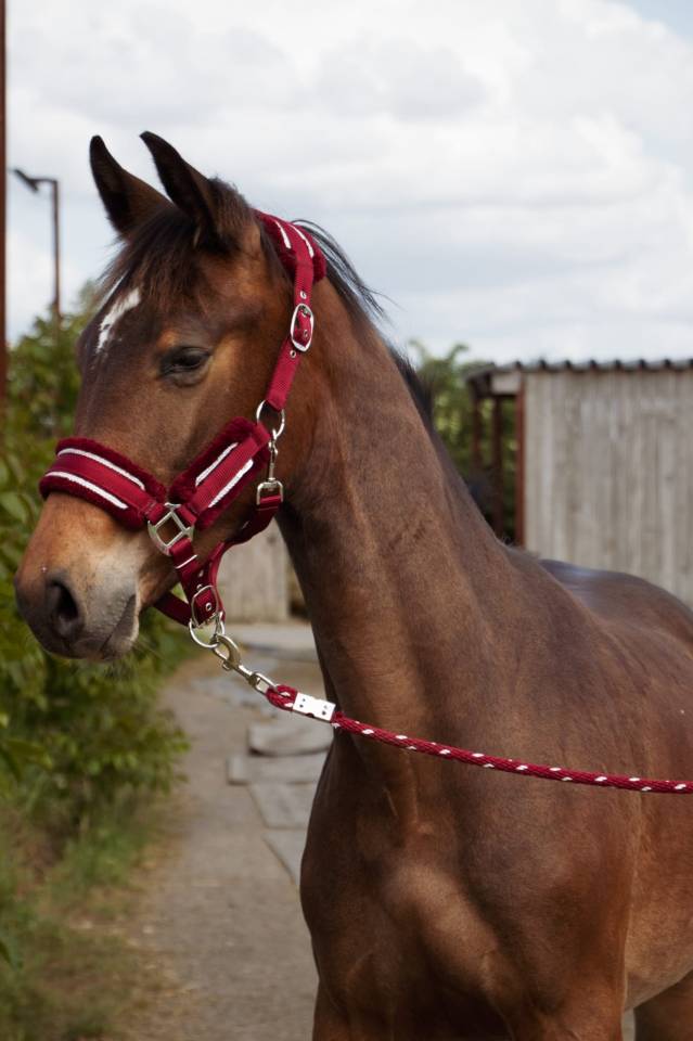 Veulen (ml) Selle Français Te koop 2024 Donker bruin / bai ,  Conte Bellini