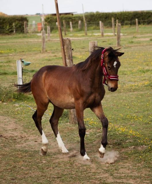 Veulen (ml) Selle Français Te koop 2024 Donker bruin / bai ,  Conte Bellini