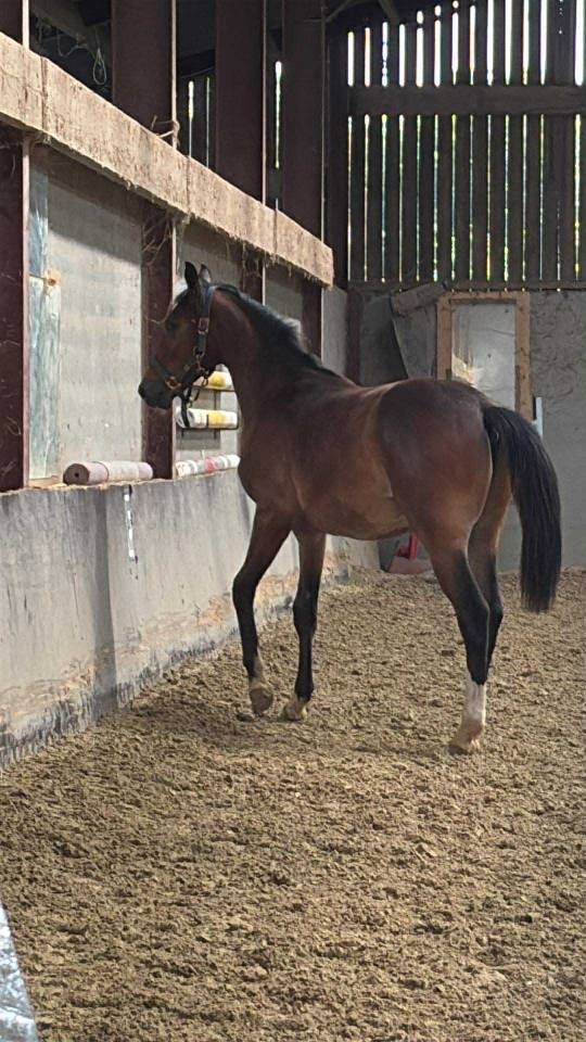 Veulen (ml) Selle Français Te koop 2024 Donker bruin / bai ,  Conte Bellini