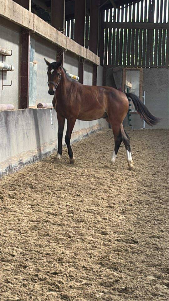Veulen (ml) Selle Français Te koop 2024 Donker bruin / bai ,  Conte Bellini