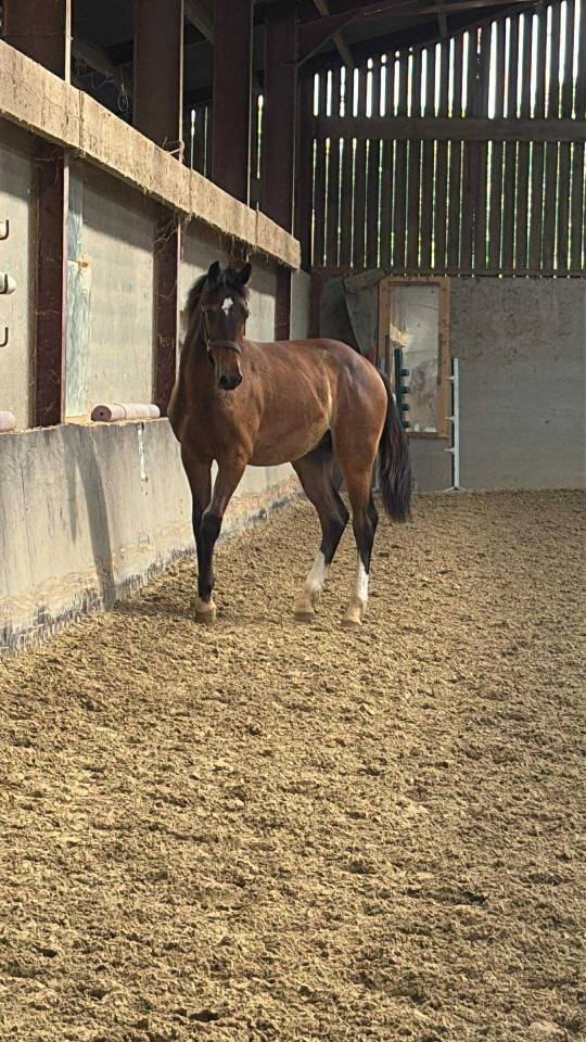 Veulen (ml) Selle Français Te koop 2024 Donker bruin / bai ,  Conte Bellini