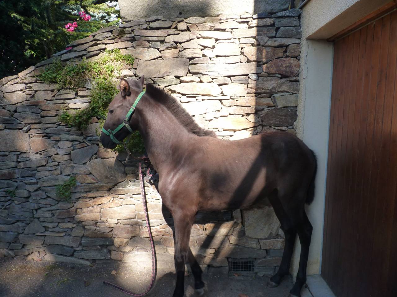 Hengst Lusitano Te koop 2025 Zwart ,  SOLO DE LA COMBE