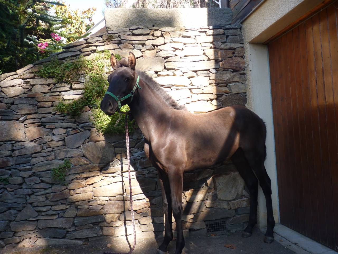 Hengst Lusitano Te koop 2025 Zwart ,  SOLO DE LA COMBE