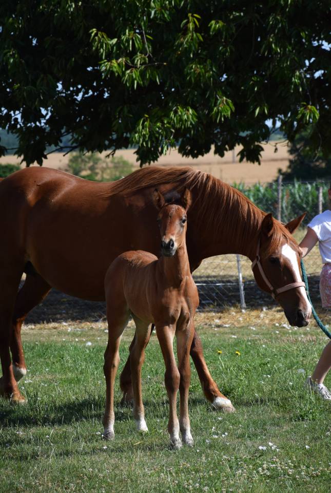 Veulen (ml) Franse rijpony PFS Te koop 2025 Bruin / Bai ,  A FLY STAR DES HOUX
