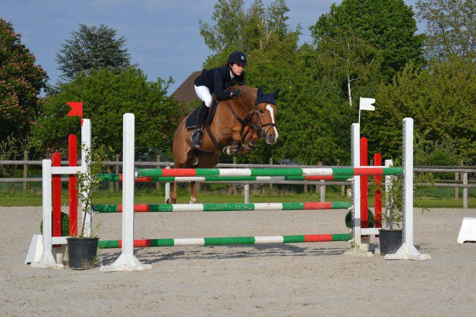 Veulen (ml) Franse rijpony PFS Te koop 2025 Bruin / Bai ,  A FLY STAR DES HOUX