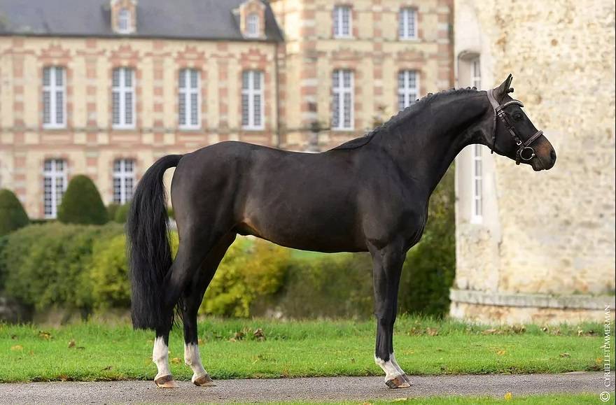 Veulen (ml) Franse rijpony PFS Te koop 2025 Bruin / Bai ,  A FLY STAR DES HOUX