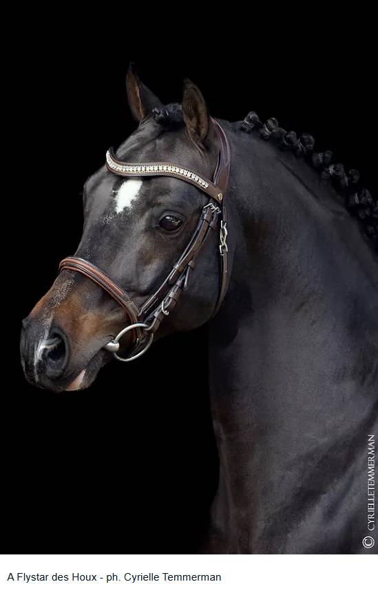 Veulen (ml) Franse rijpony PFS Te koop 2025 Bruin / Bai ,  A FLY STAR DES HOUX