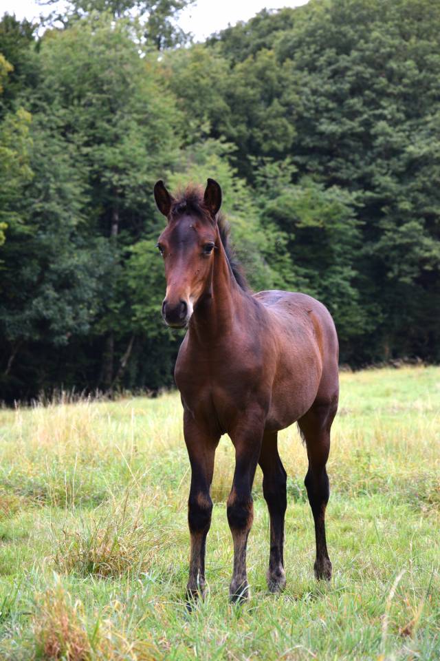 Veulen (ml) Franse rijpony PFS Te koop 2025 Bruin / Bai ,  A FLY STAR DES HOUX