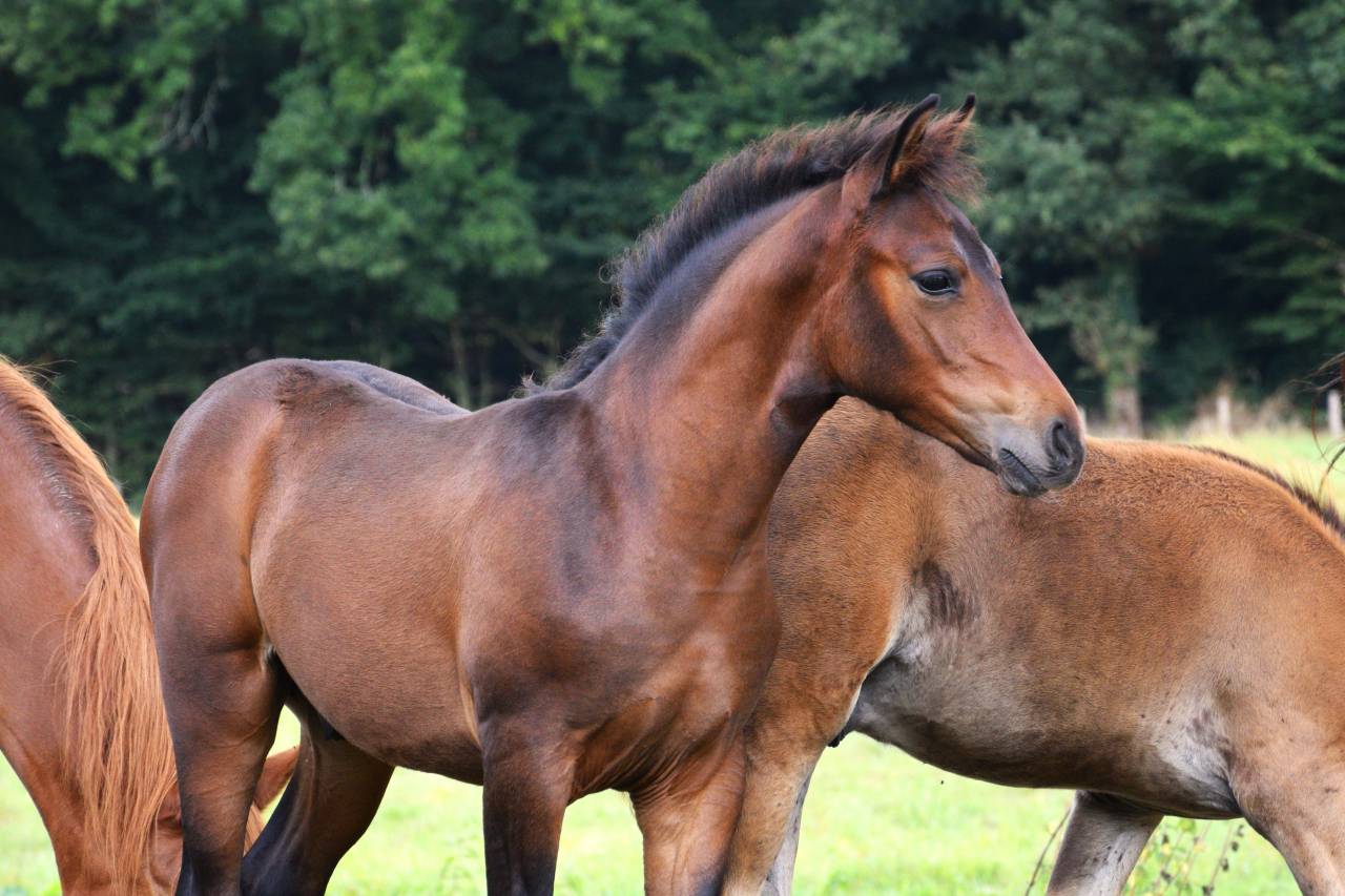 Veulen (ml) Franse rijpony PFS Te koop 2025 Bruin / Bai ,  A FLY STAR DES HOUX