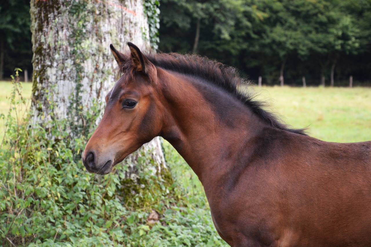 Veulen (ml) Franse rijpony PFS Te koop 2025 Bruin / Bai ,  A FLY STAR DES HOUX