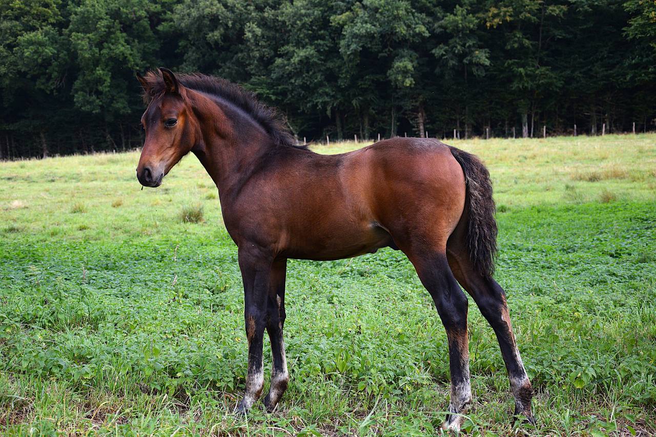 Veulen (ml) Franse rijpony PFS Te koop 2025 Bruin / Bai ,  A FLY STAR DES HOUX