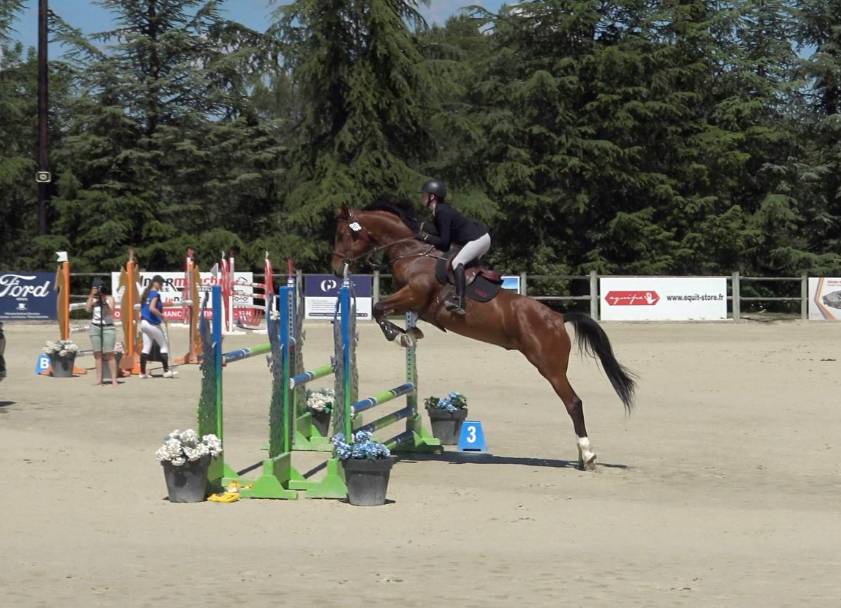 Ruin Selle Français Te koop 2015 Donker bruin / bai