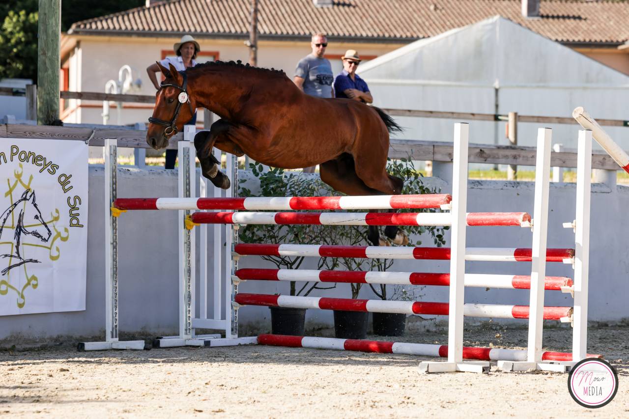 Hengst Franse rijpony PFS Te koop 2022 Donker bruin / bai ,  CHAMPAGNE D AR CUS