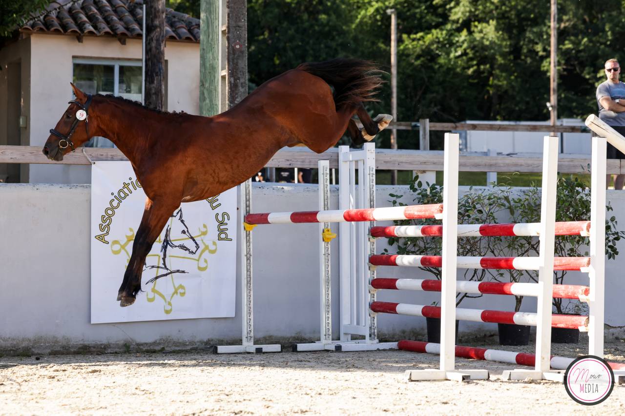 Hengst Franse rijpony PFS Te koop 2022 Donker bruin / bai ,  CHAMPAGNE D AR CUS