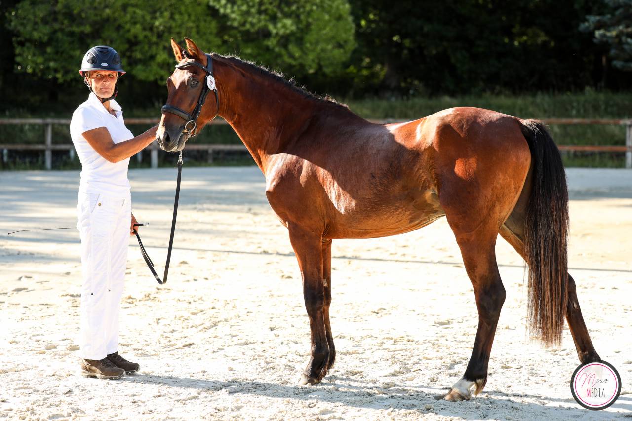 Hengst Franse rijpony PFS Te koop 2022 Donker bruin / bai ,  CHAMPAGNE D AR CUS